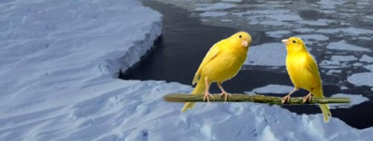 The Global Warming Canary In The Arctic Ice Melt