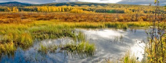 Wetlands Are One of the Smartest Investments We Can Make