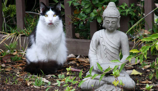 The Importance of the Cat in Meditation