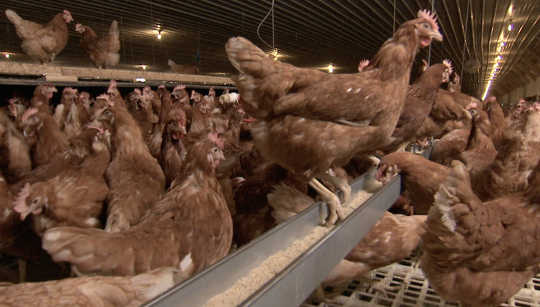 Cage-free Sounds Good, But Does It Actually Mean A Better Life For Chickens?