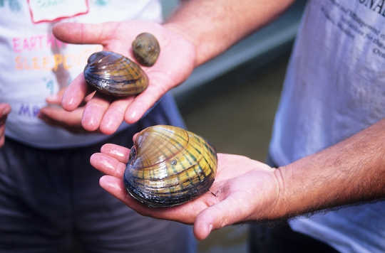 What 500-year-old Clams Can Tell Us About Climate Change