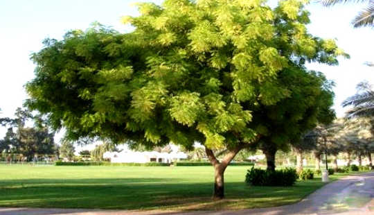 The Neem Compound May Shrink Prostate Tumors
