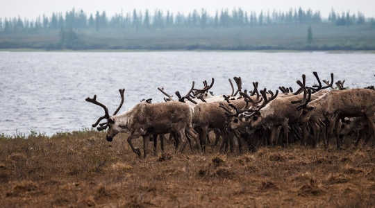 Reindeer herds in the warming northern Siberia region could be carrying the anthrax bacterium. Image: //www.flickr.com/photos/131954425@N08/">Aleksandr Popov via Flickr