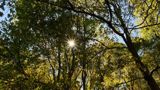 Two Forms of Nature Medicine: Sunlight and Forest Bathing