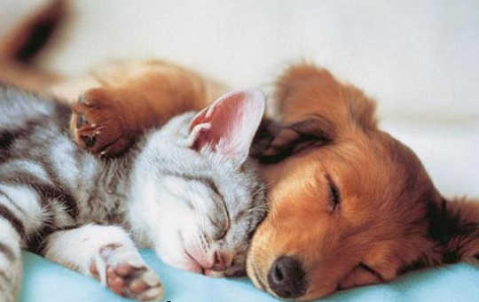 Interpreting The Dream Messages About Your Pets
