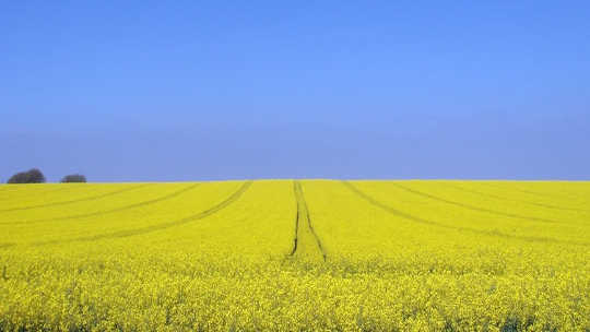 Canola is one of the crops that can involve genetic modification. Paul/Flickr, CC BY-ND