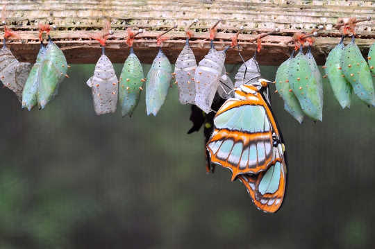 Do Butterflies Remember Being Caterpillars?