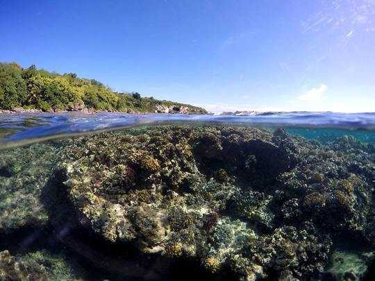 We Opened Up All Our Data On Coral Reefs – More Scientists Should Do The Same