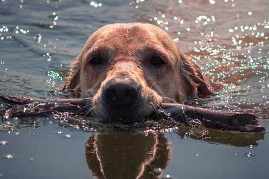 What Is Leptospirosis And How Can It Harm Us And Our Pets?