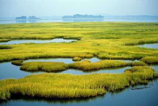As Communities Rebuild After Hurricanes, Wetlands Can Significantly Reduce Property Damage
