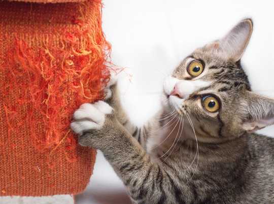 How Are Cats Declawed, And Is It Painful?