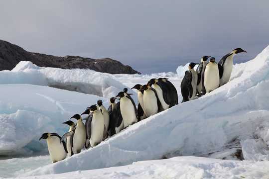 Why Emperor Penguins Could Be Marching To Extinction