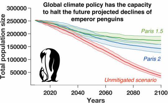Why Emperor Penguins Could Be Marching To Extinction