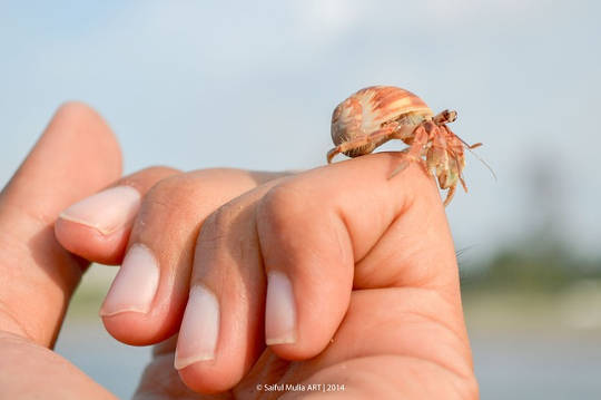 Hermit Crabs May Offer Insights Into Wealth Inequality