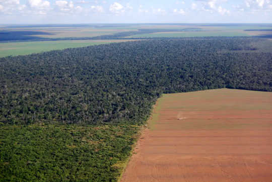 A large soy field cuts into the forest in Brazil (how our food choices cut into forests and put us closer to viruses)