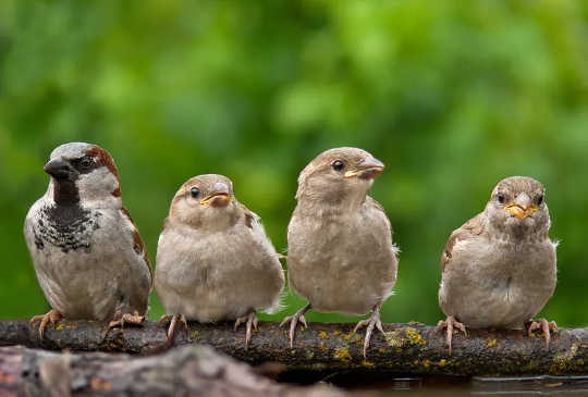 House sparrows – more common in British gardens 50 years ago. 