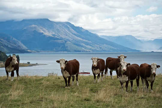 Livestock are a source of methane emission into the atmosphere.