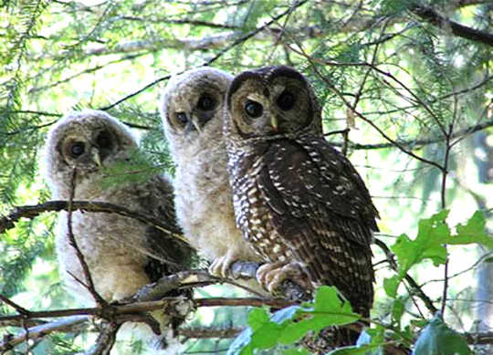 Northern spotted owls live in large mature forests in the Pacific Northwest. They are listed as threatened as a result of habitat loss, caused partly by logging. (how climate change and forest management have both fueled today s epic western wildfires)
