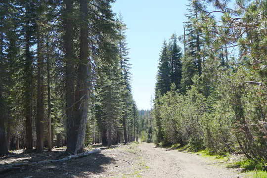 Treated forest (left) and untreated forest (right), central Sierra Nevada. Note the prevalence of small trees and higher density of stems on the right, and the openings between trees on the left. 