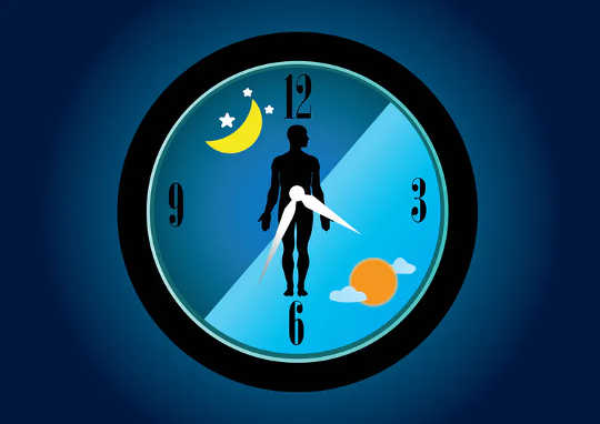 Our internal body clocks control all our body’s functions.