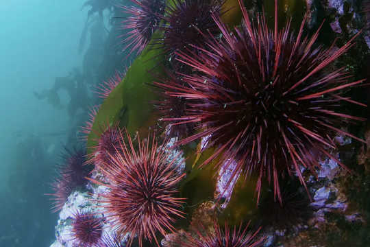 Sea urchins can bulldoze a kelp forest. (are local shutdowns effective against covid 19)