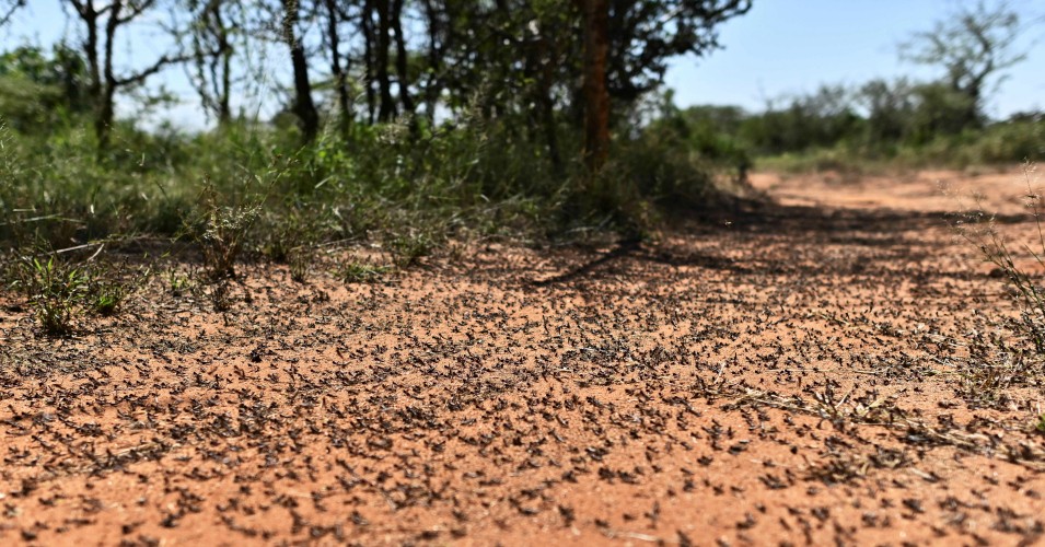 Unprecedented Threat' for East Africa as Larger Second Wave of Locust Crisis Arrives Amid Pandemic