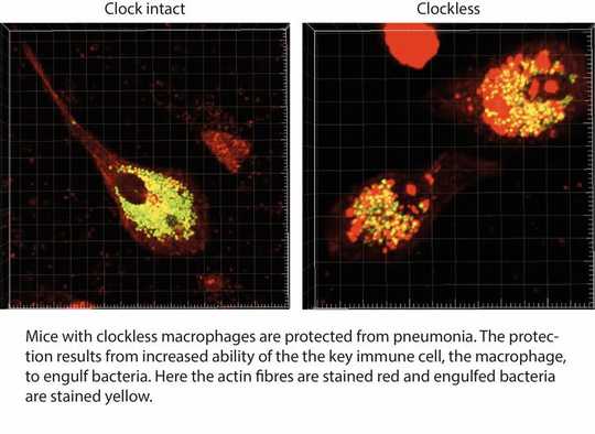 How The Body Clock Affects How The Immune System Works