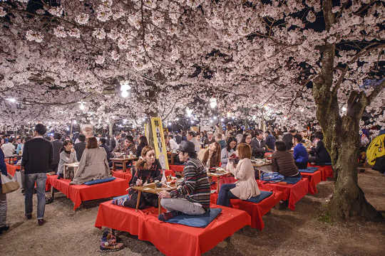A Hanami flower-viewing party in Tokyo, Japan.