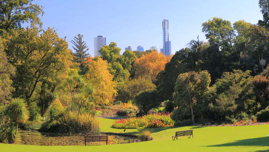 Melbourne’s botanic gardens – home to a wide variety of trees. 