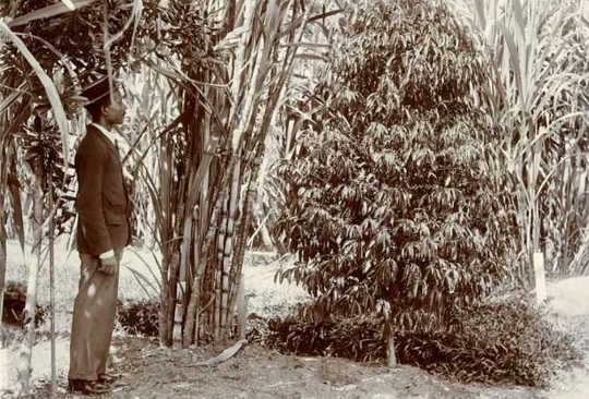 Coffea stenophylla, cultivated in Trinidad Botanical Garden circa 1900.