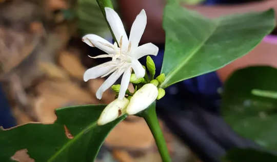 The white flowers of the stenophylla coffee plant.
