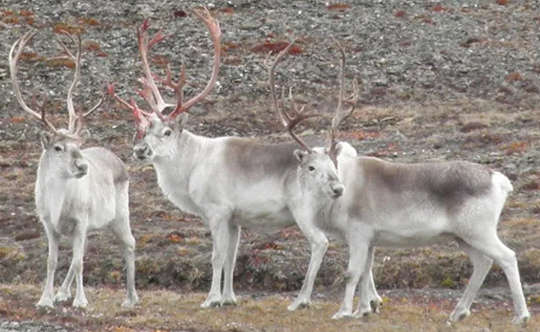 Peary caribou on Ellesmere Island in 2015. The subspecies is the smallest of the North American caribou. 