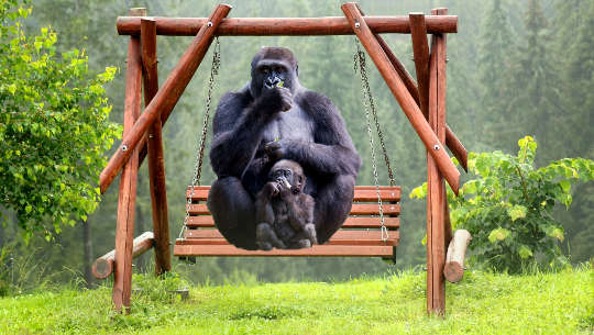 adult gorilla and baby gorilla sitting on a swing