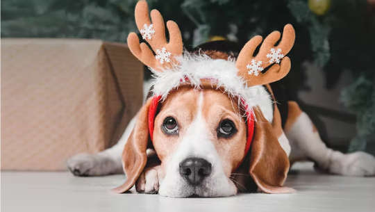 a sad looking dog wearing a reindeer antler hat