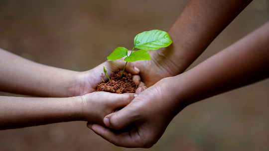 two hands joined holding some earth growing a plant