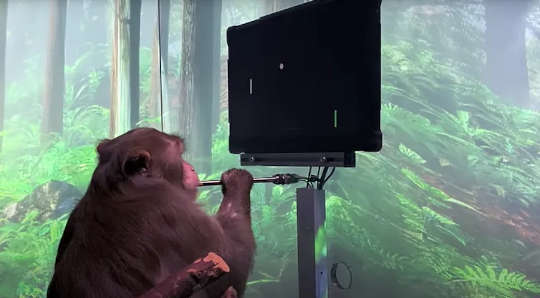 Monkey, Pager Can Play Pong With His Mind