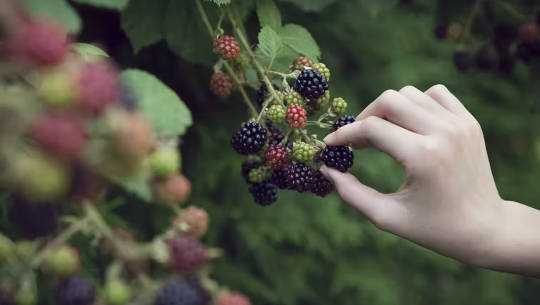 hand reaching out and picking blackberries