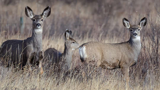 a group of deer out in grassy lands