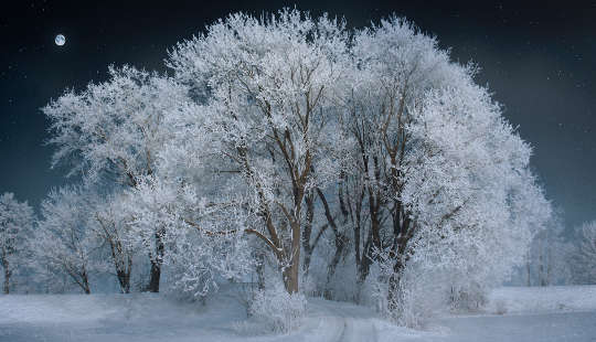 trees with a covering of snow