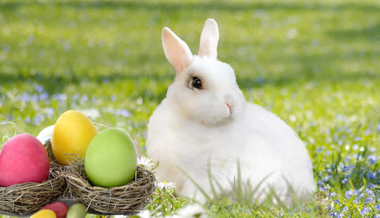 A white rabbit with colored eggs in nests.