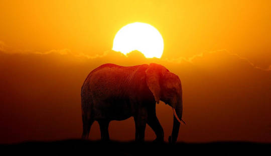 elephant walking in front of a setting sun
