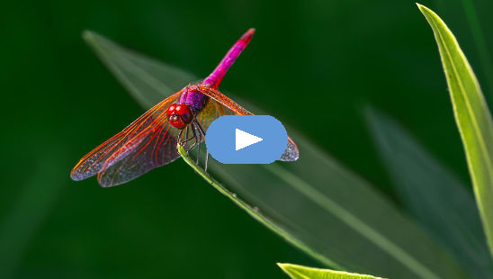 purple-blushed darter dragonfly