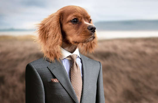a dog standing up like a human and wearing a business suit