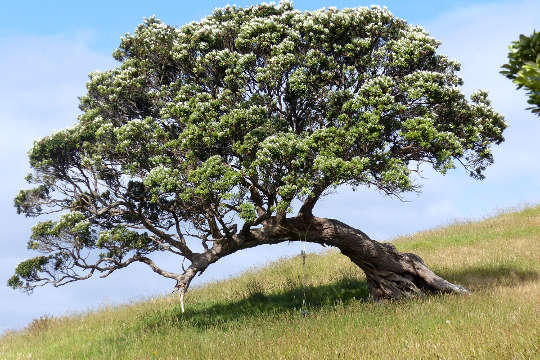 a tree on Waiheke Island, New Zealand
