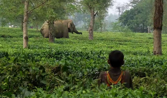 Asian elephants in a tea plantation in India with a child in the tall grass, watching.