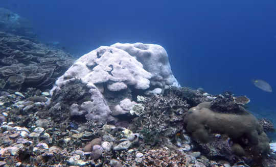 corral reefs climate change2 2 3