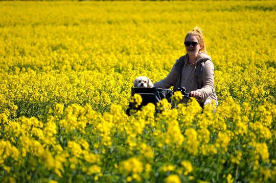 woman on a bicycle riding through a field of bright yellow flowers with a small puppy in the bicycle's basket