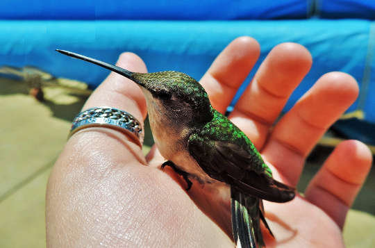 a hummingbird resting in someone's open hand