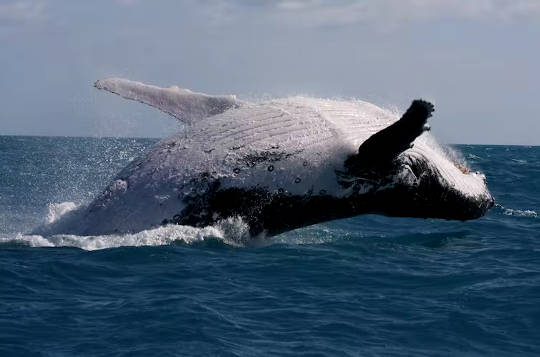 a humpback whale