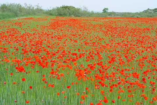 a field with lots of bright red poppies